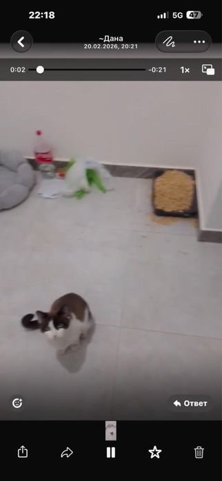 Кошку выкинули в подъезд