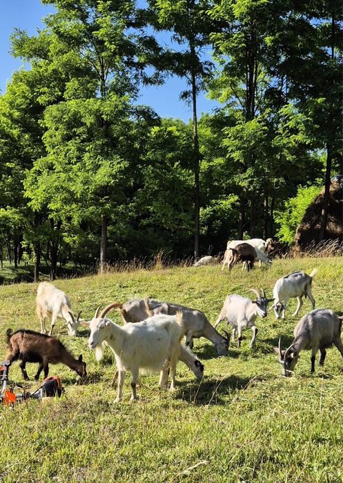 De vanzare caprite,tap si iezi