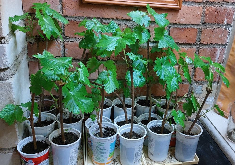 Саженцы Винограда Кишмиш (сладкий)