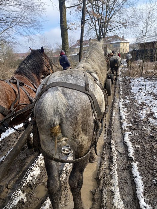 De vanzare !! Un armasar de 8 anii!!