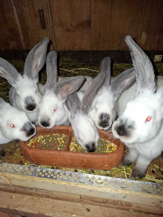 Iepuri Uriaș de Transilvania