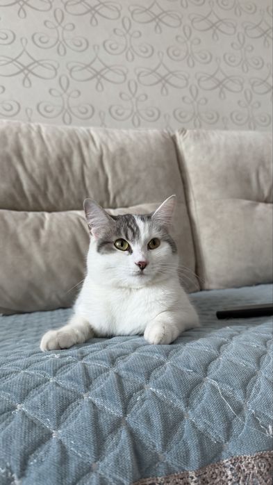 Отдам в хорошие руки кошечку