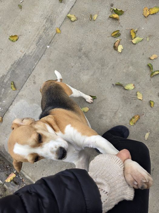 Donez femela  beagle