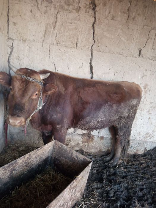 xokiz sotladi 25 milyon