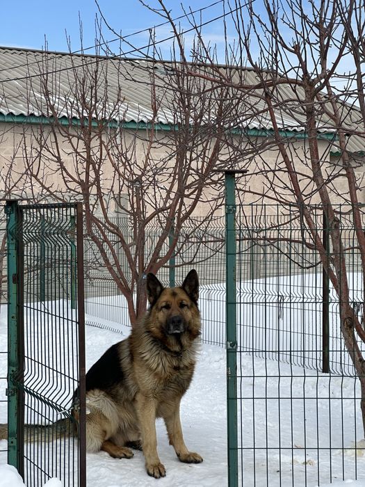 Кобель немецкой овчарки. Вязка