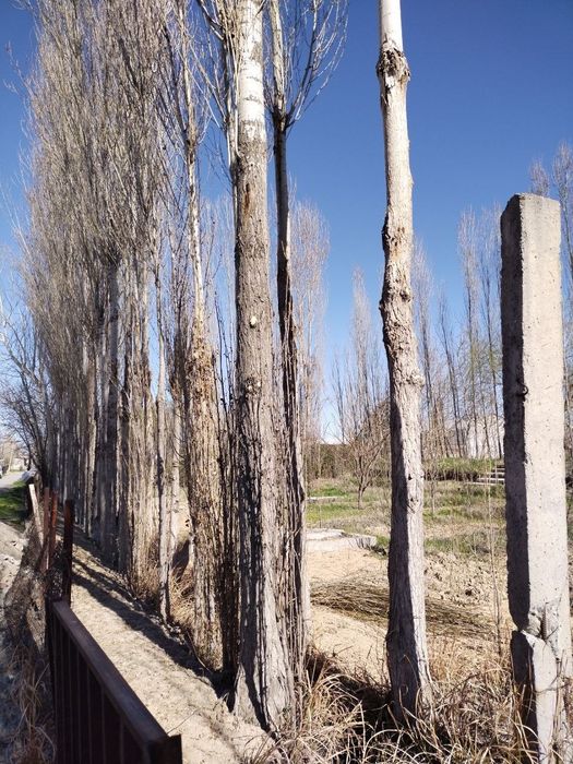 Тераклар сотилади