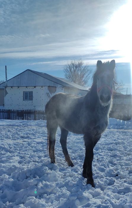 лошадь,жылқы,бие