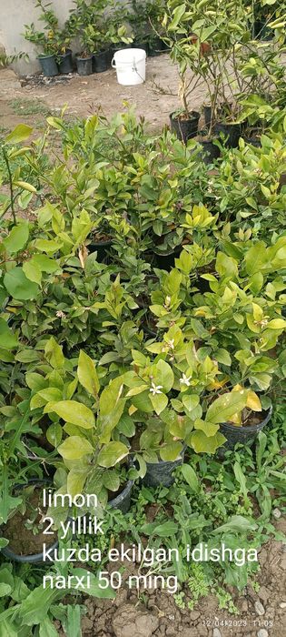 Gullagan limon koʻchatlari