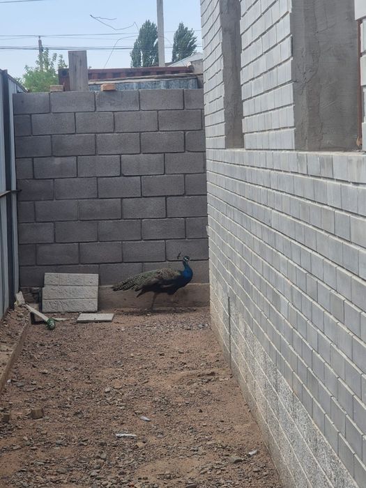 Продаю павлинов индийские 2 самец, 1самка