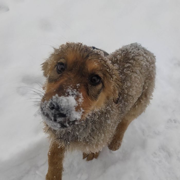 Отдам щенка в добрые руки