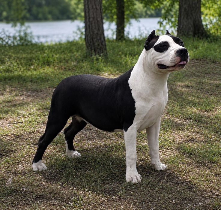Amstaff cu pedigree