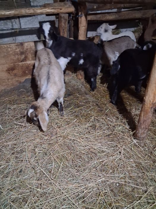 Vând capre anglobiene