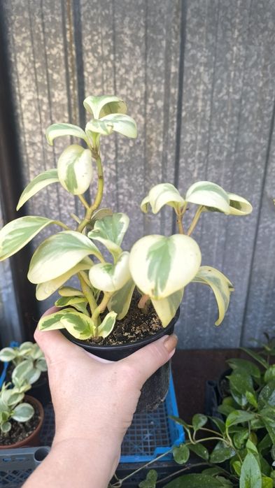 Пеперомия,, Obtipan Citrus Twist,,