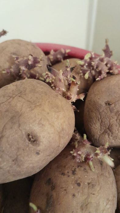 Картошка семенная на посадку