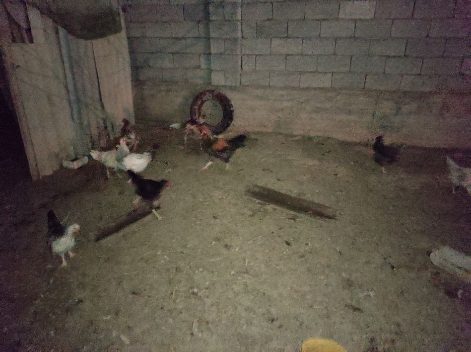 Домашние курицы ,