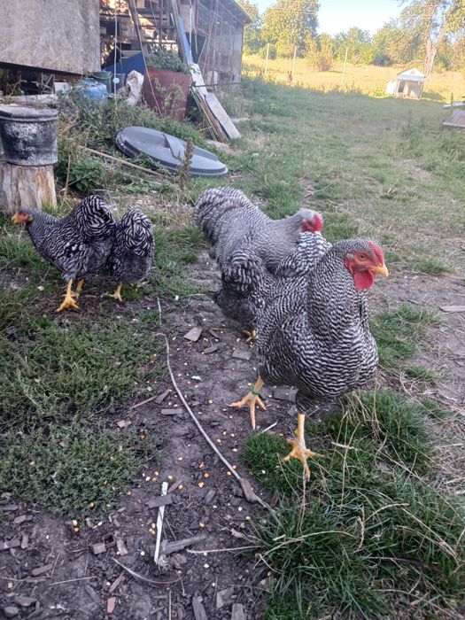 Cauta altă casă  o familie de wyandotte barat și o familie de wyandott