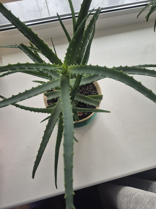 Алоэ большой и маленький