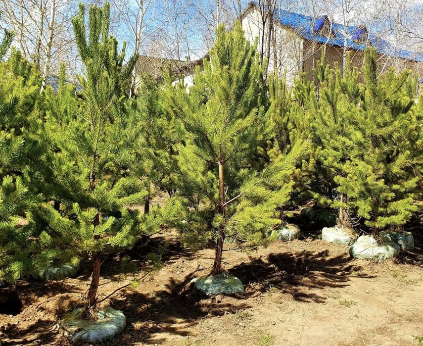 Сосна обыкновенная