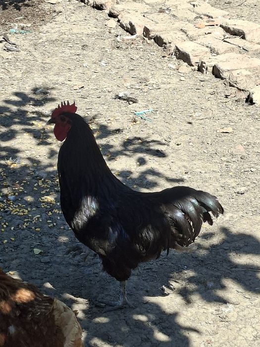 Gaini australorp