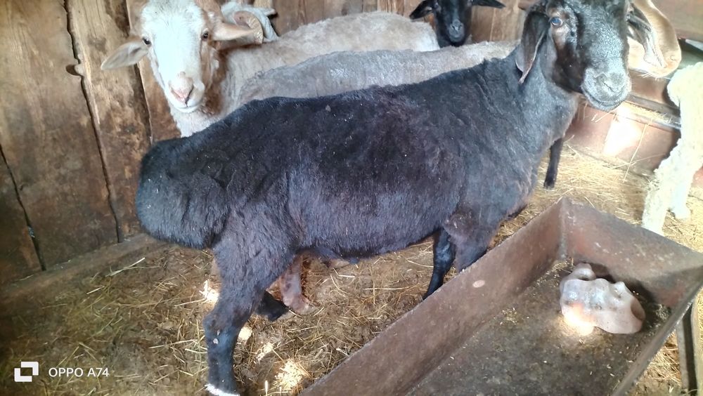 Продам годовалого барана