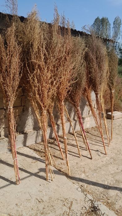 Xovli supurgi 11000 dan kami bor