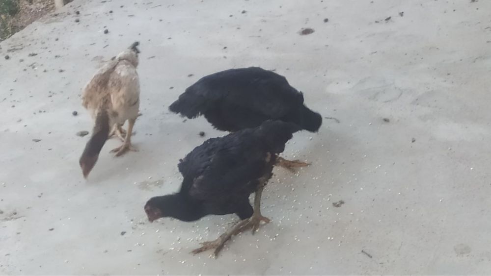 Дакан товуклар сотилади