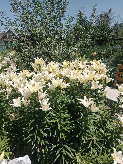 Продам луковицы лилии,сорт азиатка