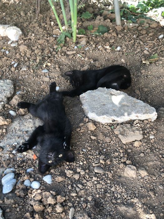 Pisici spre adoptie in Crevedia, in apropiere de Bucuresti, ii putem aduce si acasa.