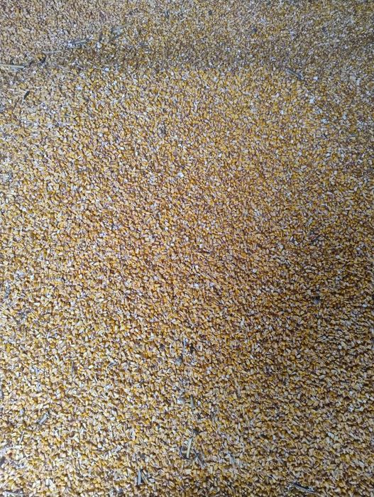 Vind  porumb  boabe. uscat .