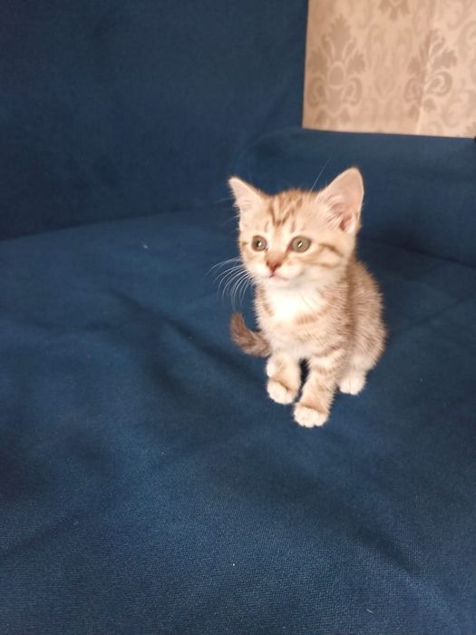 Котенок шотландский прямоухий