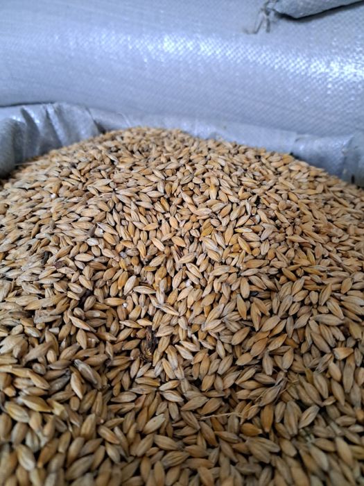 Пшеница - дробленная и цельная.