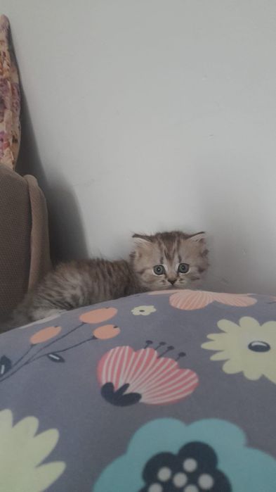 Продается котята