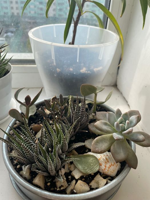 Аглоанема, диффенбахия, фикус Даниэль