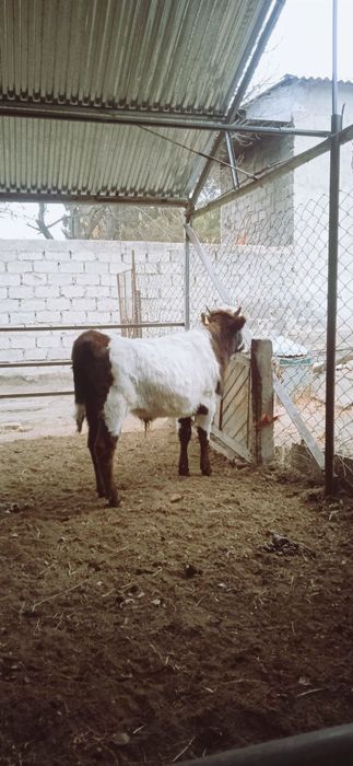 Buqa sotiladi soģlom yeb ichishi zòr