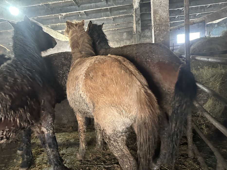 Байтал , кунандар, биелер сатам .