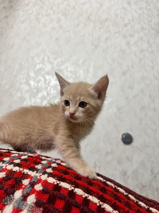 А!Прелестные котик!