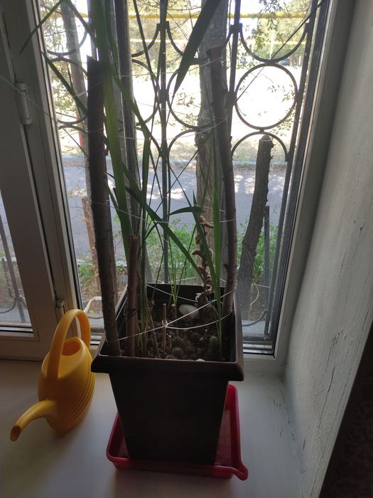 Финиковая пальма и кактусы