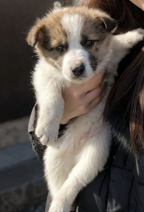 Щенки  2 месяца мальчики