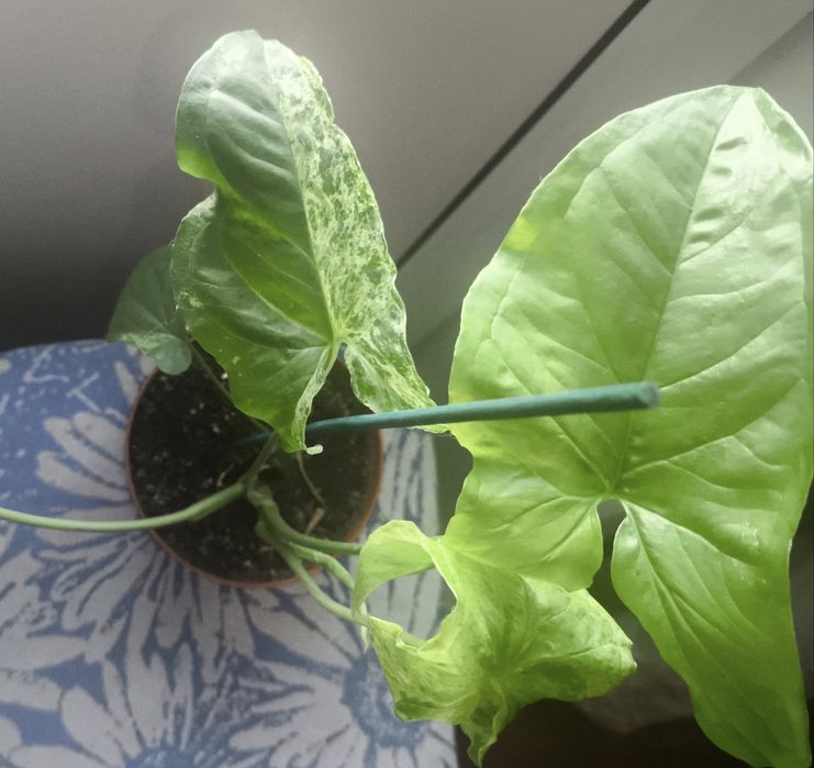 Продам комнатные цветы