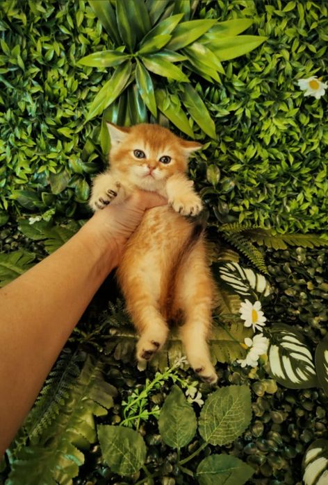 Алматы Котята Драгоценного Окраса