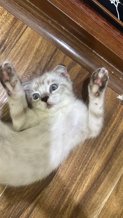 Котята вислоухие британцы продаются