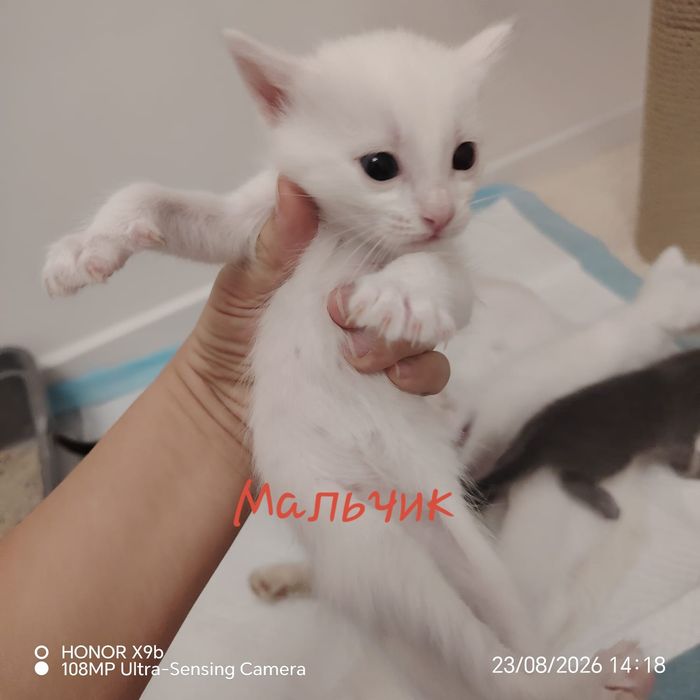 Котята      Марғау