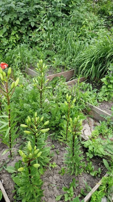 Отдельно стоящий дом