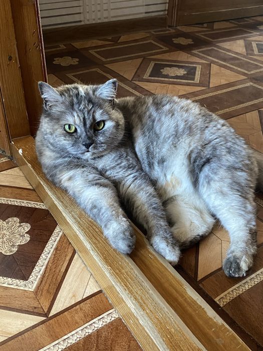 Кошечка в добрые заботливые руки