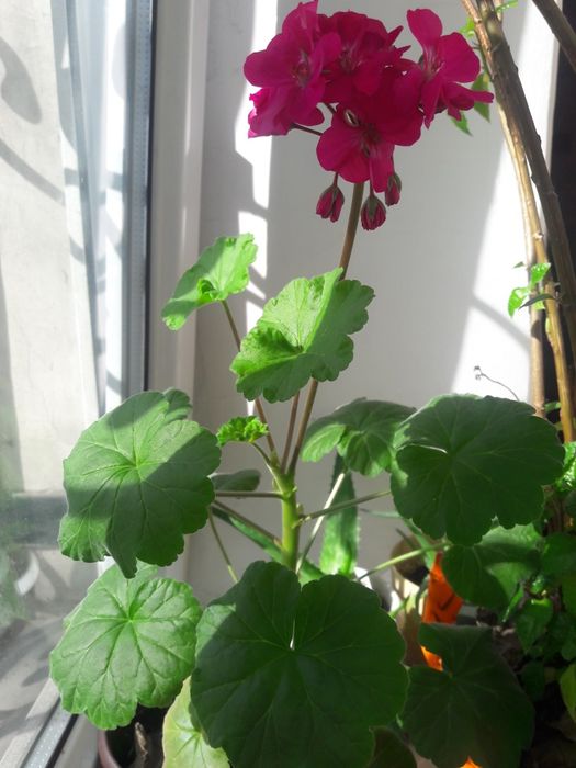 Комнатные цветы, алое