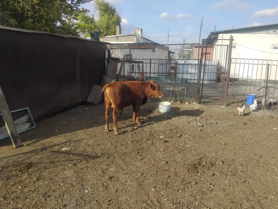 Продаю бычка и телеку