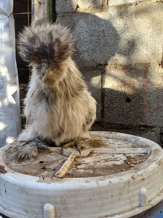 Шелкоаые куры продам