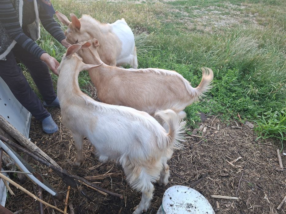 Vând 3 iezi(sau schimb unul dintre ei cu iadă)rasă foarte bună