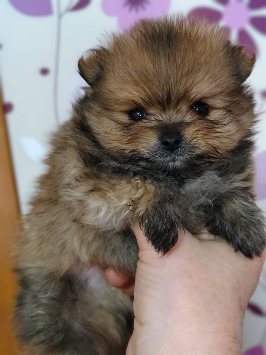 Очаровательные щенки шпица.