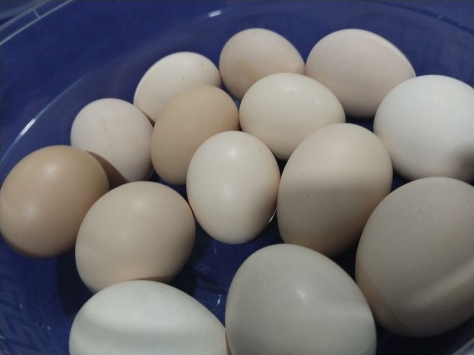 Домашние куриные яйца